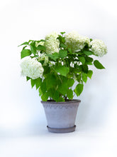 products/IMG_3872.jpg